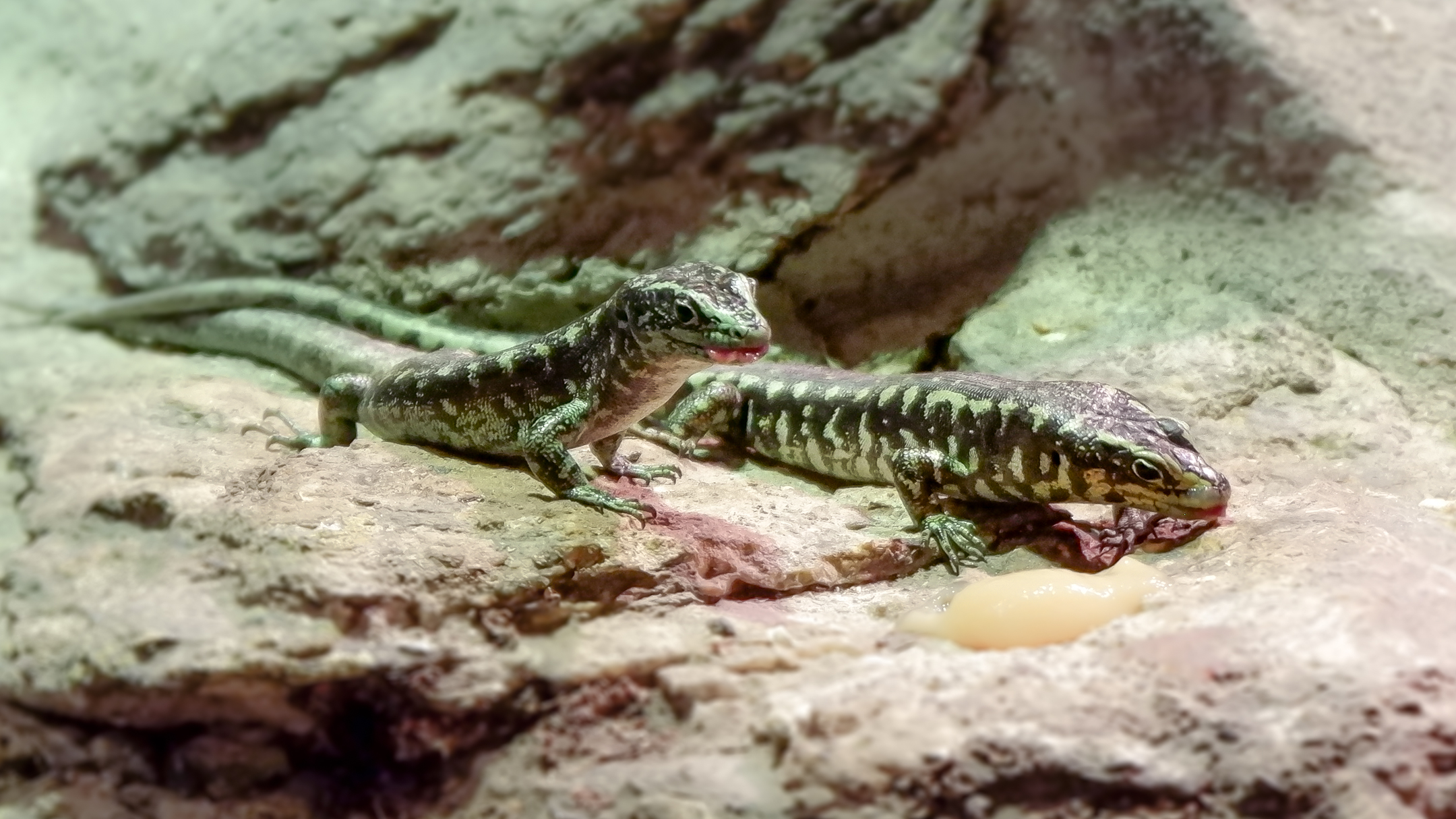 Central Otago Skink