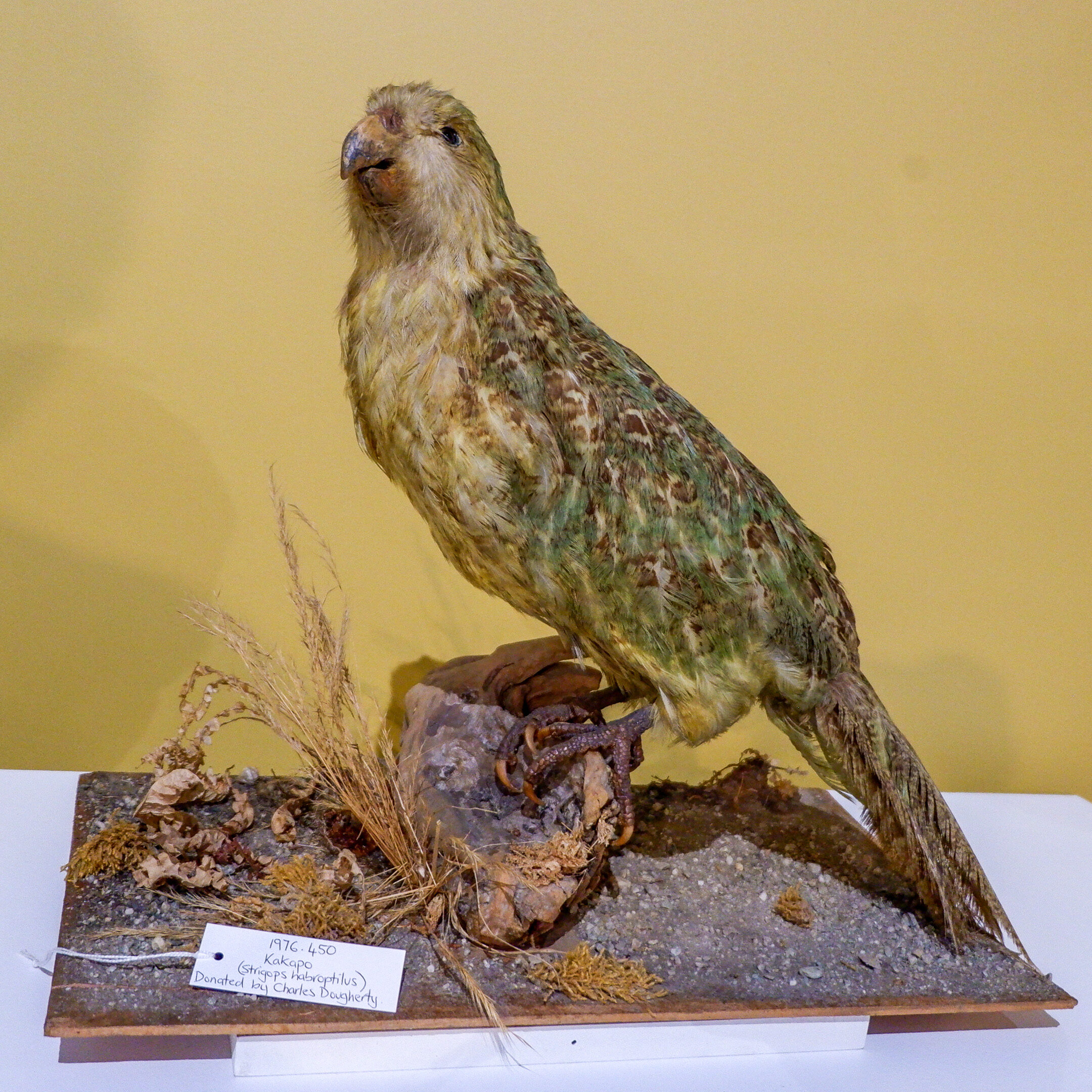 Kakapo from the Collection